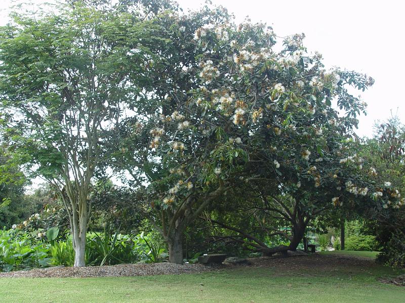 booroowhangary-nov09 047.jpg